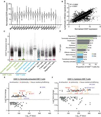 EGFR-selective activation of CD27 co-stimulatory signaling by a bispecific antibody enhances anti-tumor activity of T cells